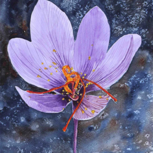 Purple Crocus Watercolor Digital Print